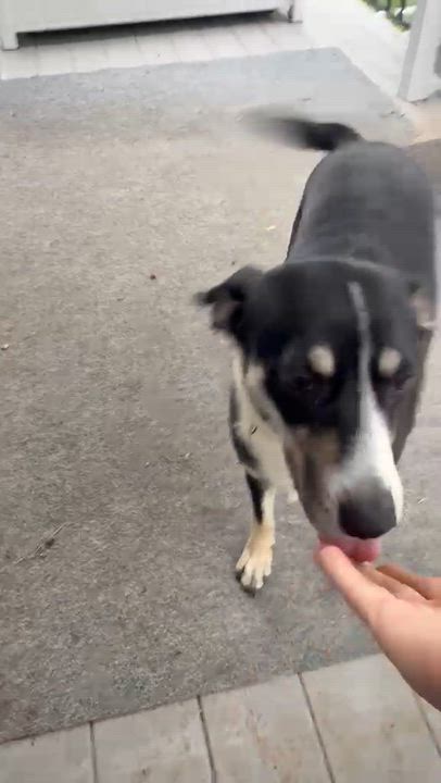 Enlarge Lily, a ADOPTABLE mixed breed in Dale, TX video 5/5