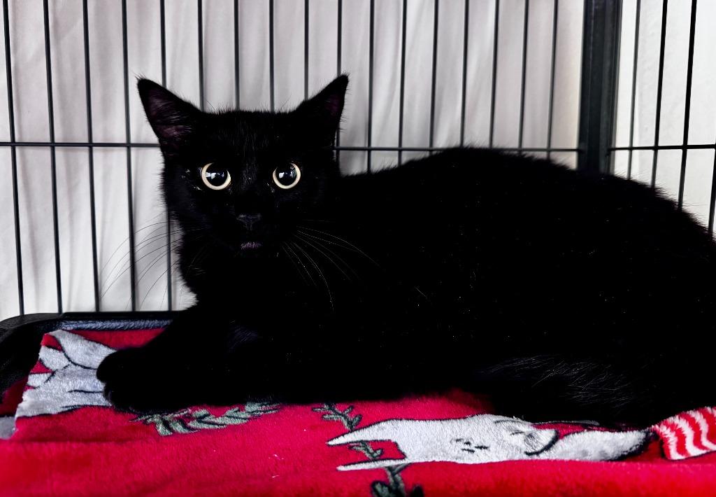 Cassiopeia, Adoptable, Young Female Domestic Short Hair.