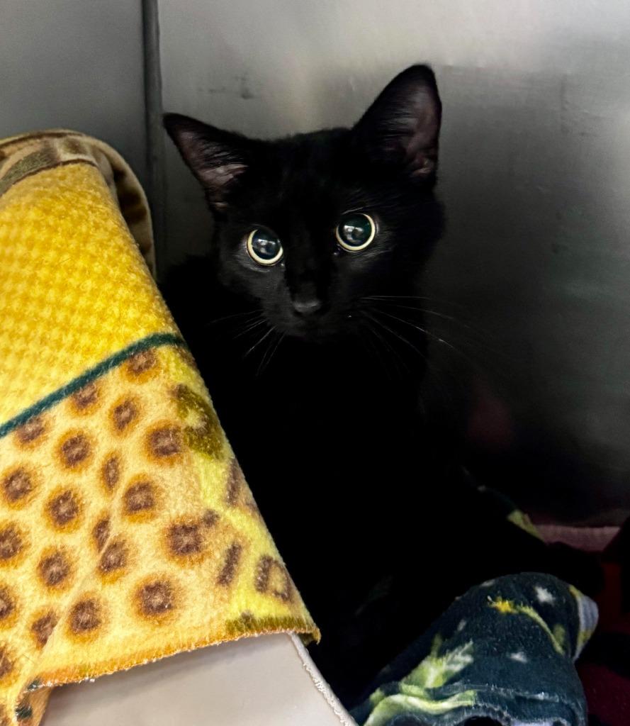 Cassiopeia, a Adoptable mixed breed in Gillette, WY image 2/3