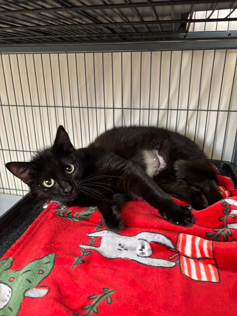 Cassiopeia, a Adoptable mixed breed in Gillette, WY image 3/3