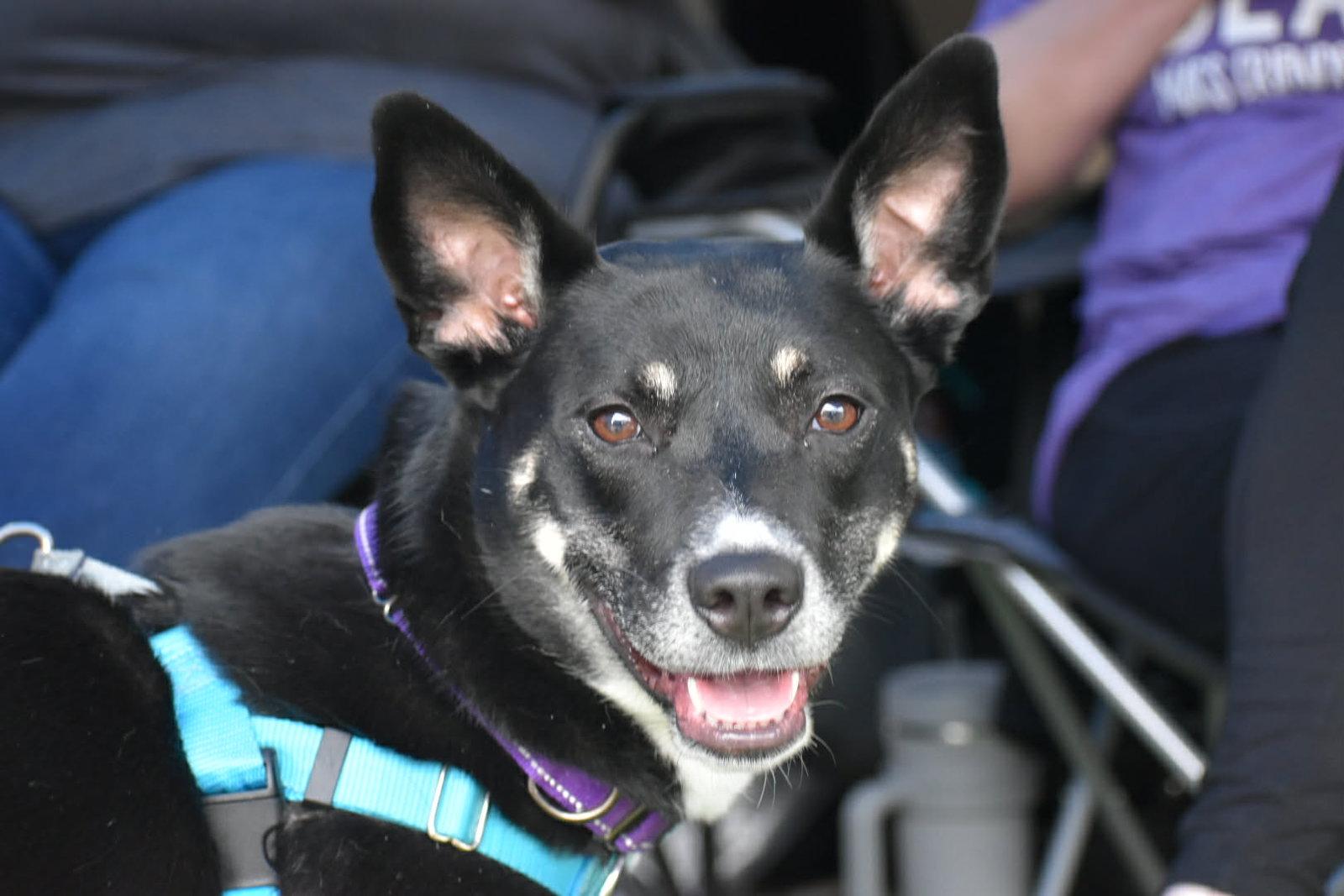 Enlarge Autumn, a Adopted mixed breed in Auburn, GA image 1/3