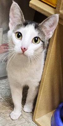 Sweetie Pie, ADOPTABLE, Adult Female Domestic Short Hair.