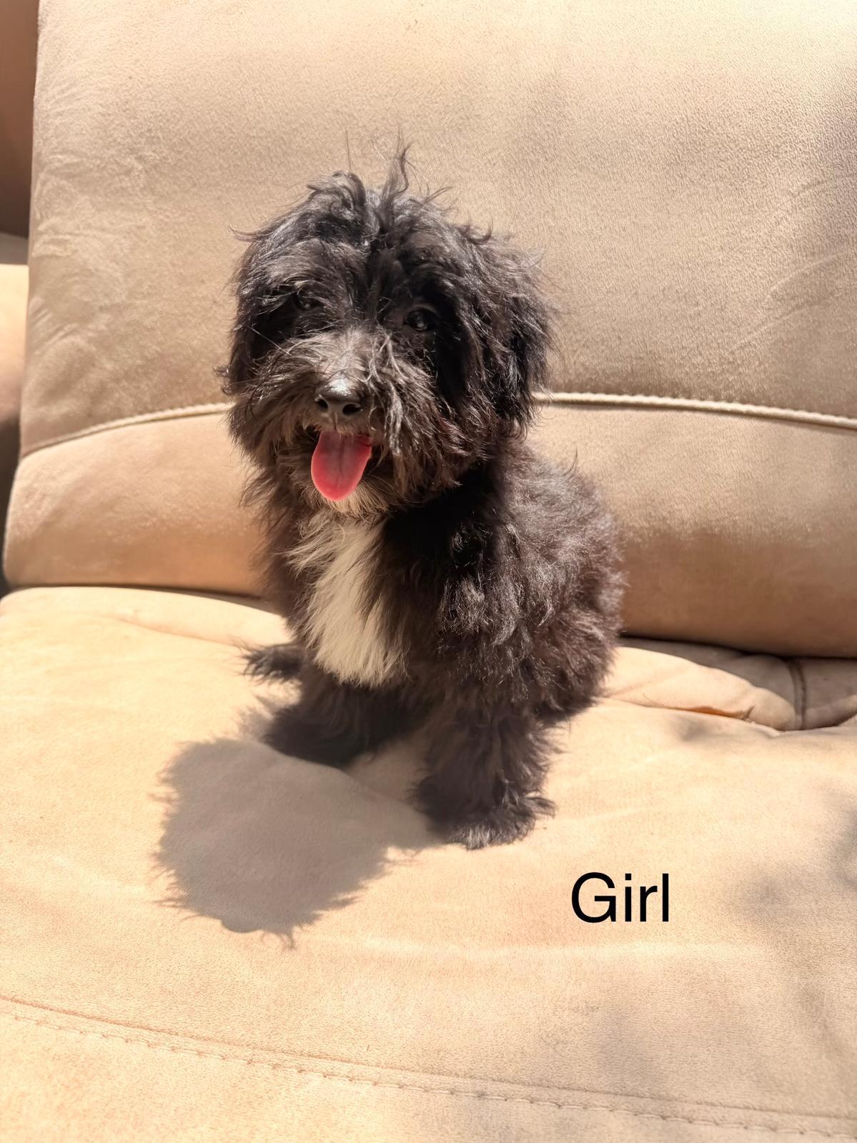 Ranger, ADOPTABLE, Puppy Male Goldendoodle & Standard Poodle.