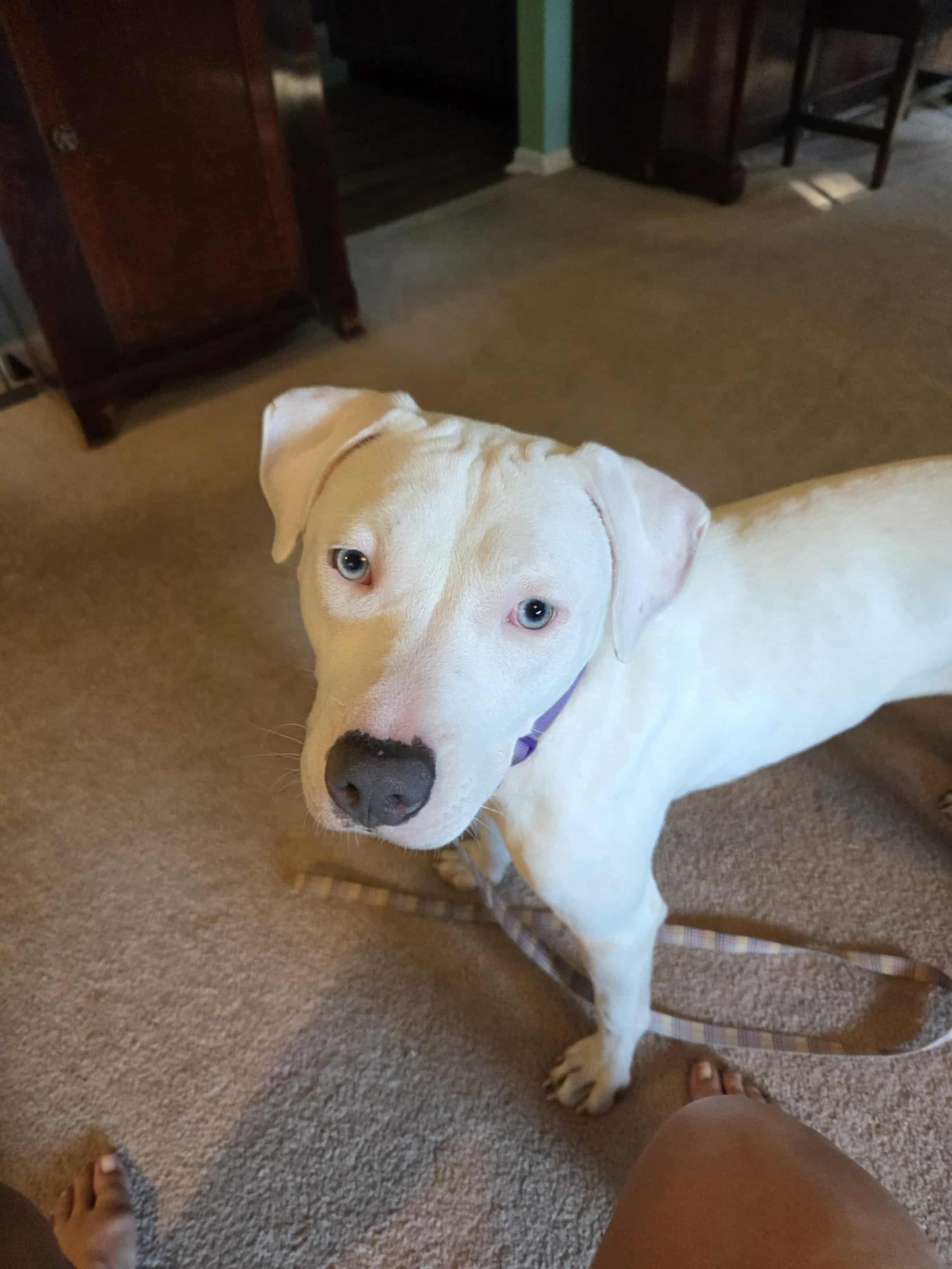 Enlarge Petunia, a Adoptable mixed breed in INDIANAPOLIS, IN image 3/5