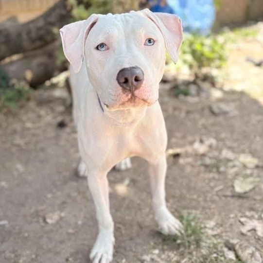 Enlarge Petunia, a Adoptable mixed breed in INDIANAPOLIS, IN image 2/5