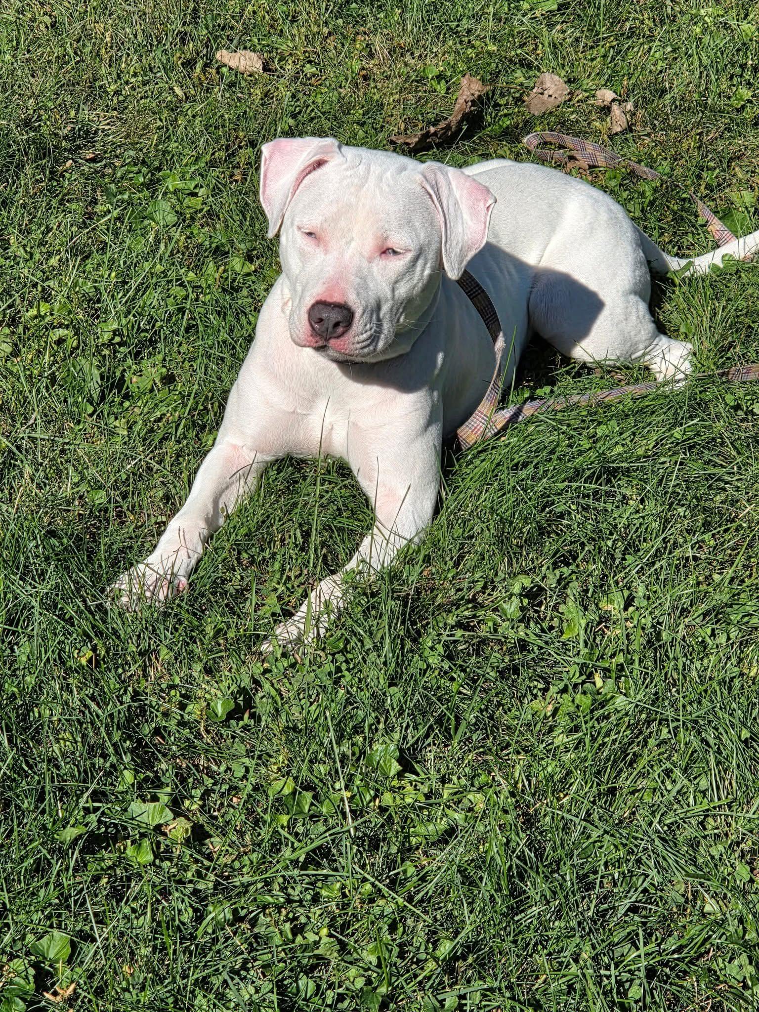 Enlarge Petunia, a Adoptable mixed breed in INDIANAPOLIS, IN image 4/5