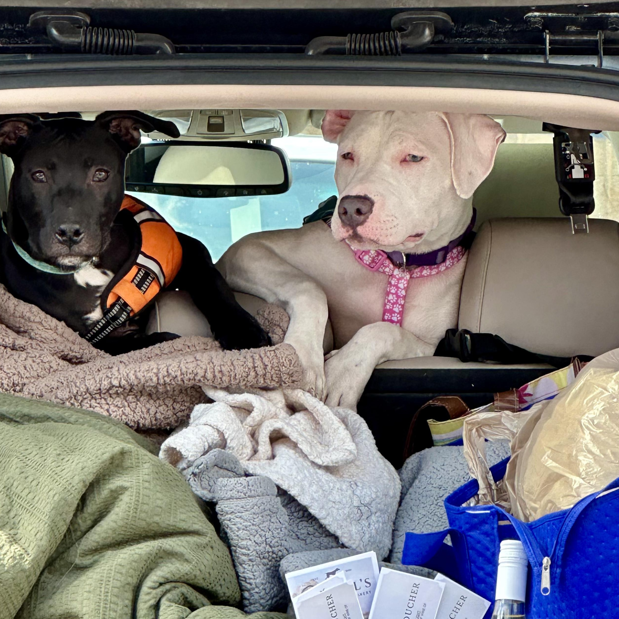 Enlarge Petunia, a Adoptable mixed breed in INDIANAPOLIS, IN image 5/5