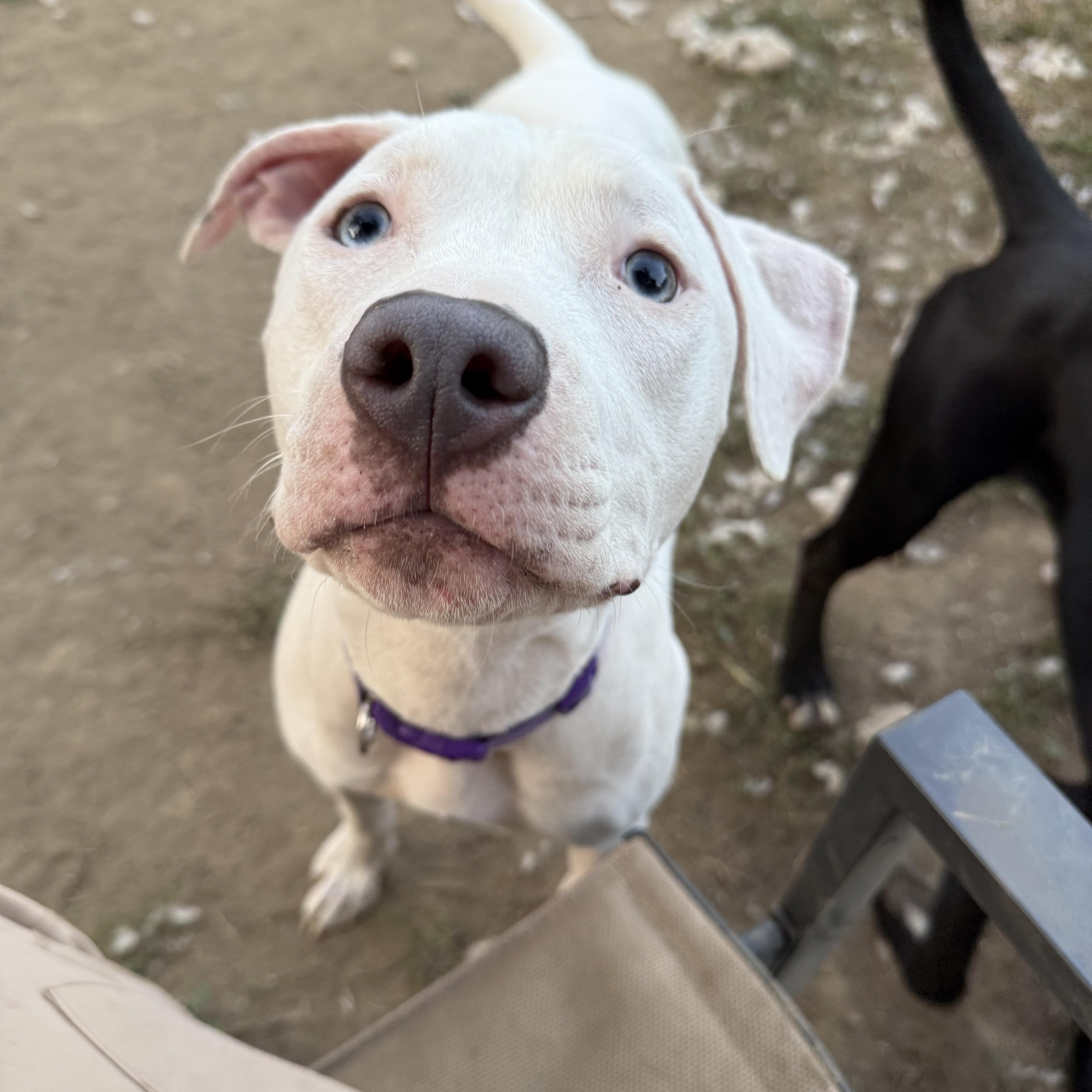 Enlarge Petunia, a Adoptable mixed breed in INDIANAPOLIS, IN image 1/5