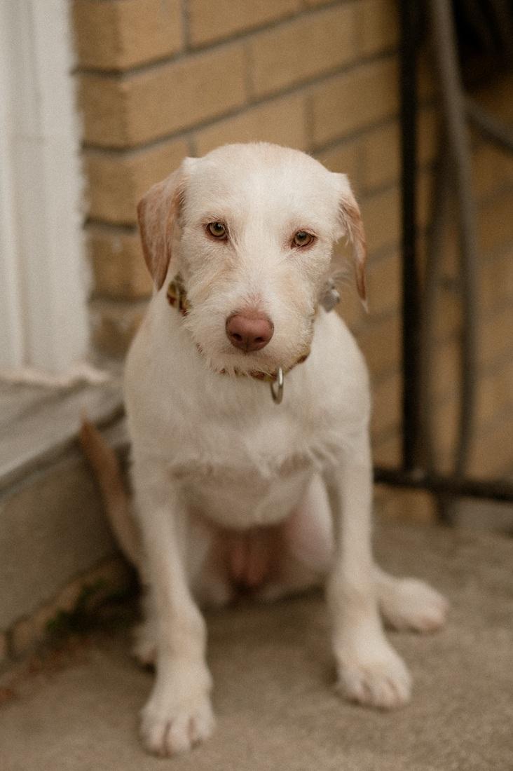 Enlarge Emma, a ADOPTABLE mixed breed in Mississauga, ON image 5/6