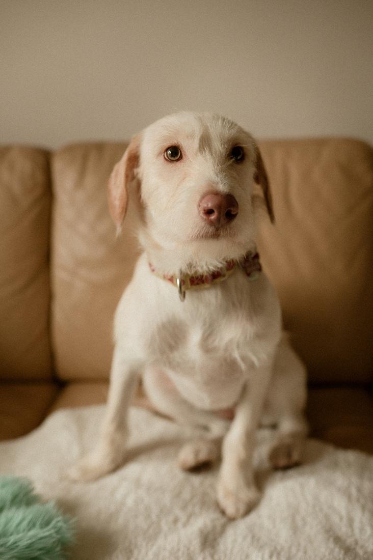 Enlarge Emma, a ADOPTABLE mixed breed in Mississauga, ON image 1/6