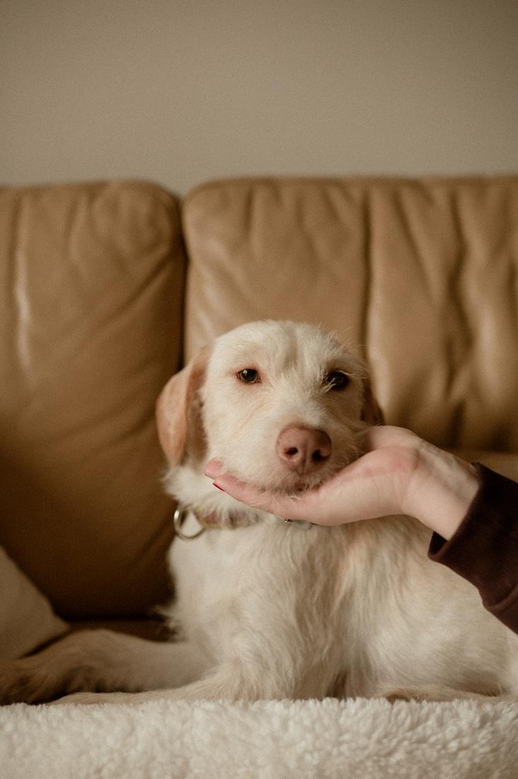 Enlarge Emma, a ADOPTABLE mixed breed in Mississauga, ON image 6/6