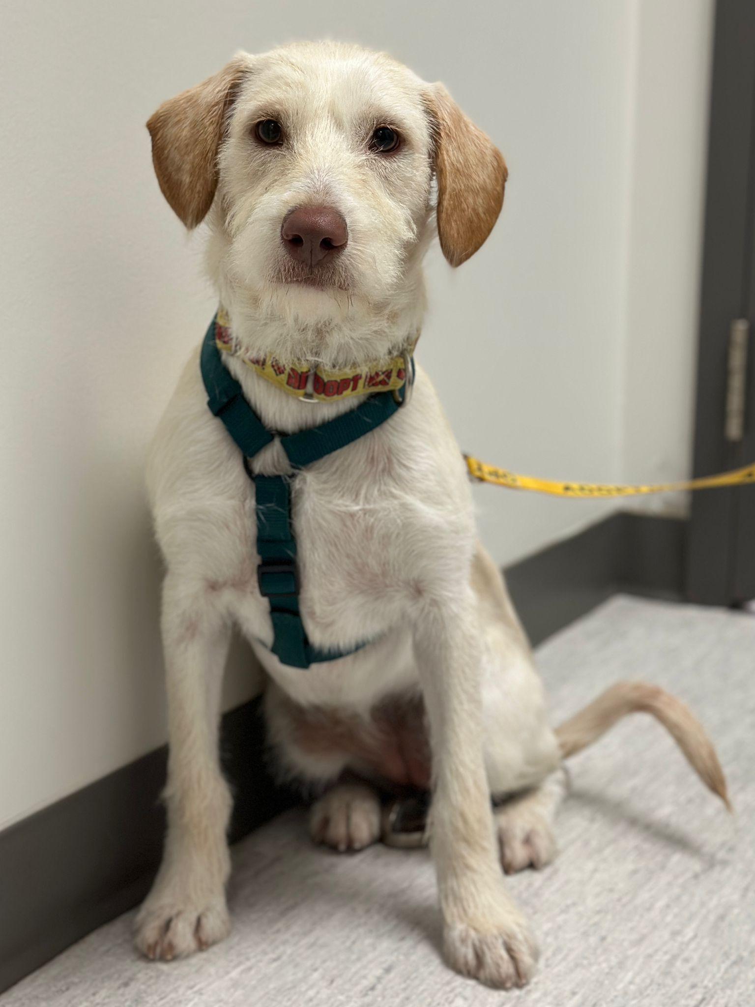 Enlarge Emma, a ADOPTABLE mixed breed in Mississauga, ON image 4/6