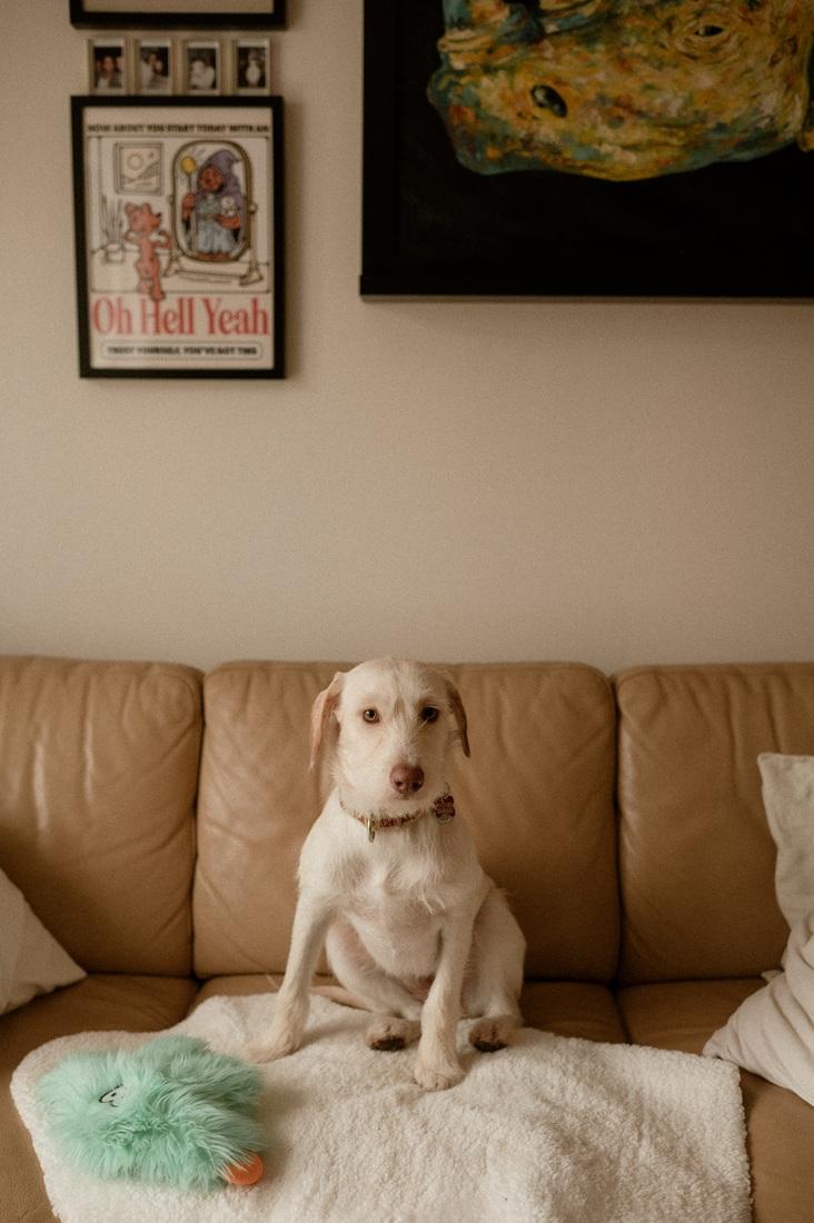 Enlarge Emma, a ADOPTABLE mixed breed in Mississauga, ON image 2/6