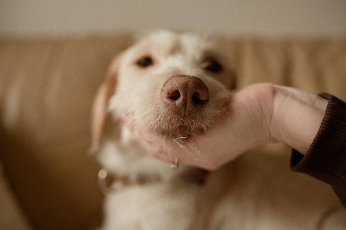 Enlarge Emma, a ADOPTABLE mixed breed in Mississauga, ON image 3/6