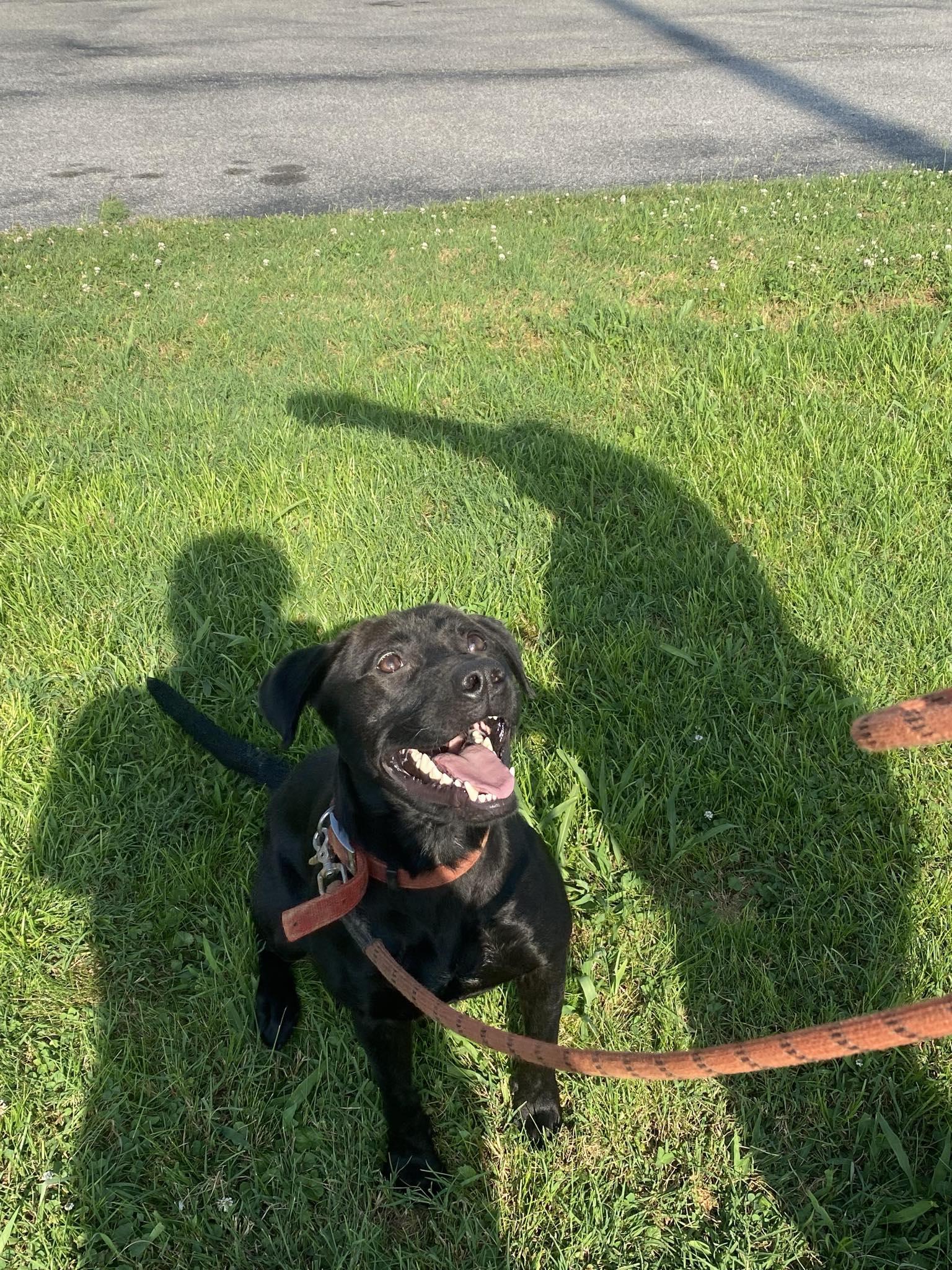 Enlarge Dudley, a ADOPTABLE mixed breed in Petersburg, IN image 1/1