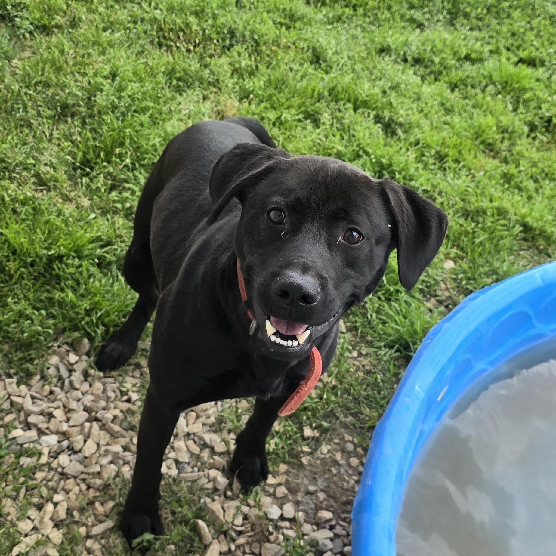 Dudley, a ADOPTABLE mixed breed in Petersburg, IN image 1/2