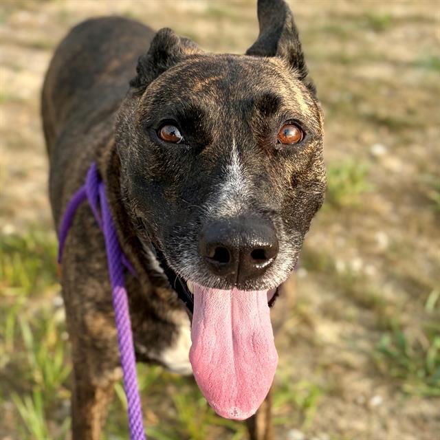 Enlarge SAMMY JAMES, a Adoptable Belgian Shepherd / Malinois in Indianapolis, IN image 1/1