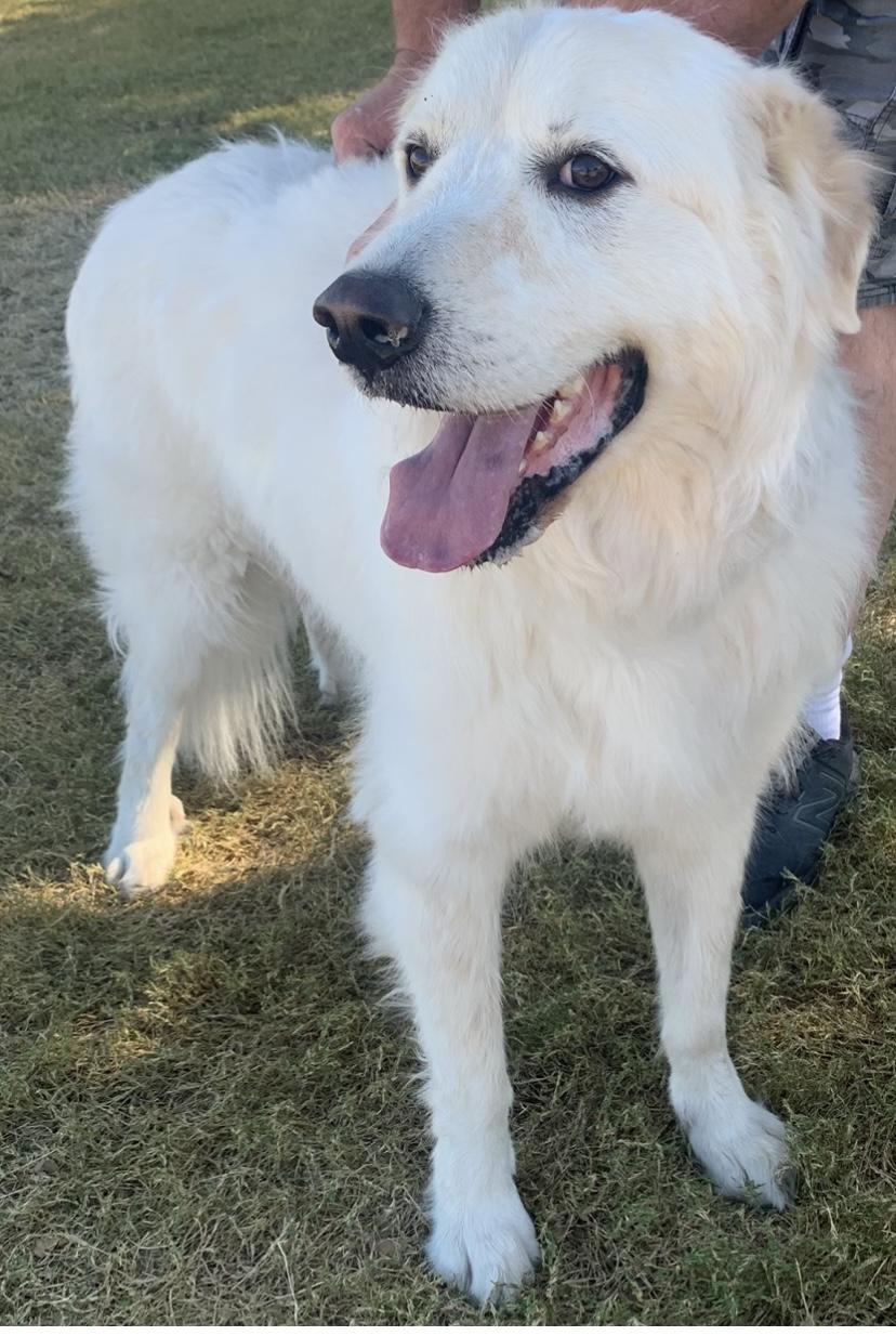 Zeus, ADOPTABLE, Adult Male Great Pyrenees.