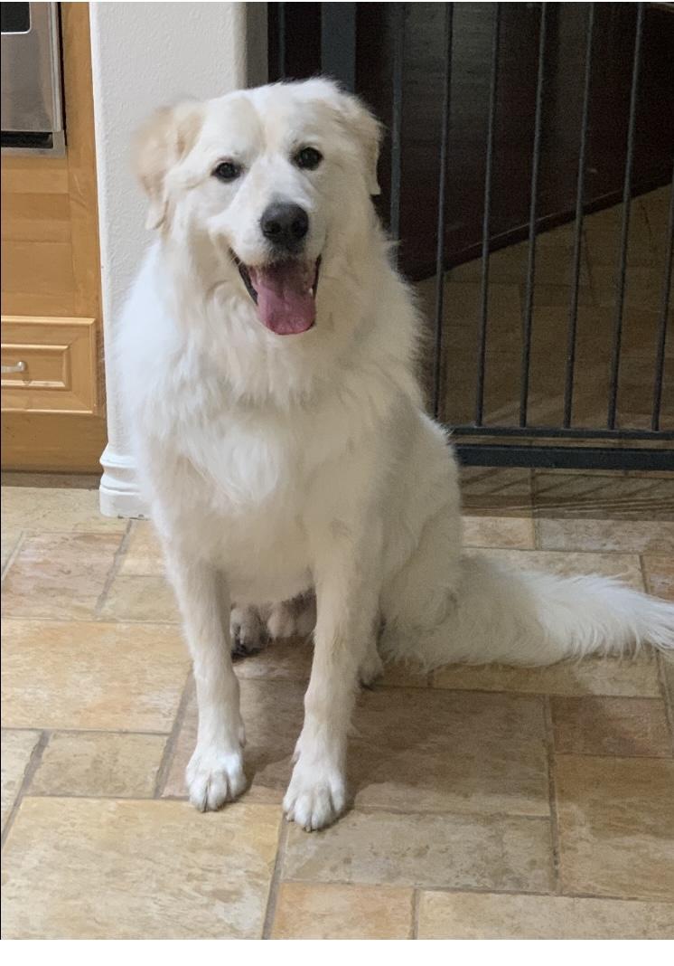 Zeus, a ADOPTABLE Great Pyrenees in Las Vegas, NV image 2/2