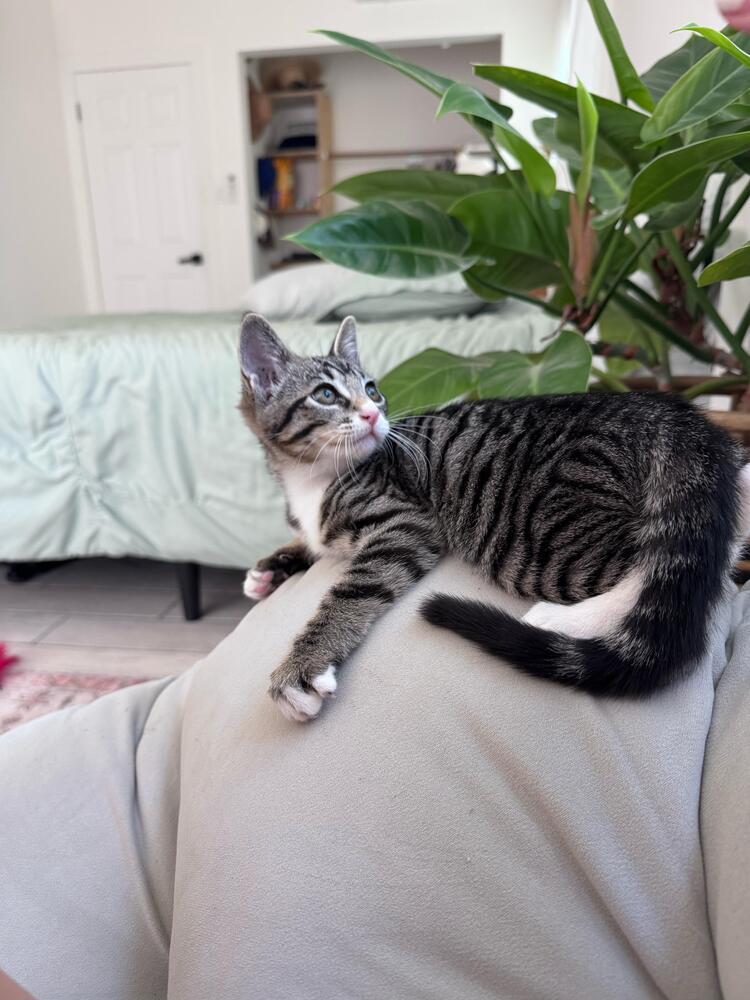 Enlarge Geo, a Adoptable mixed breed in St. Petersburg, FL image 1/2