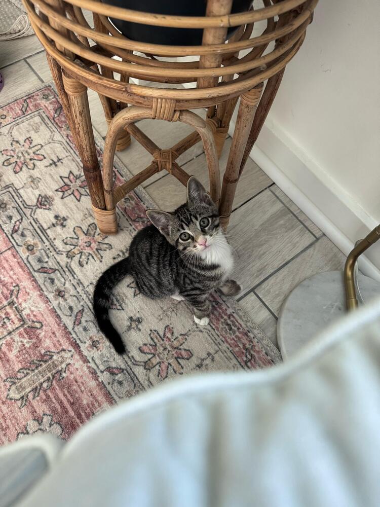 Enlarge Geo, a Adoptable mixed breed in St. Petersburg, FL image 2/2