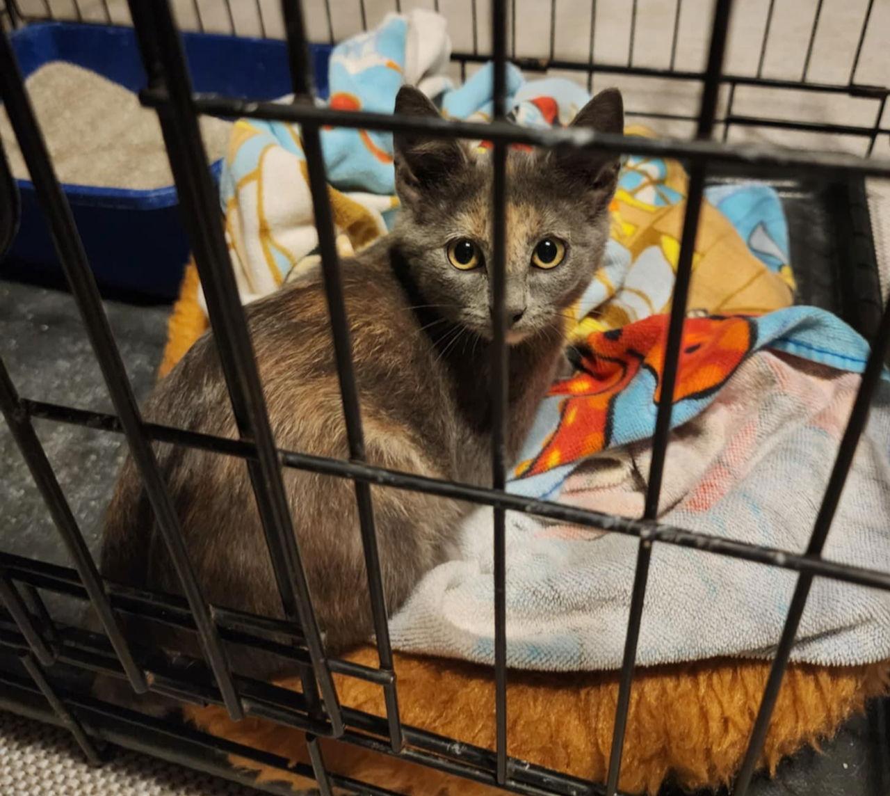 CAT Effie H-Litter, Adoptable, Kitten Female Domestic Short Hair.