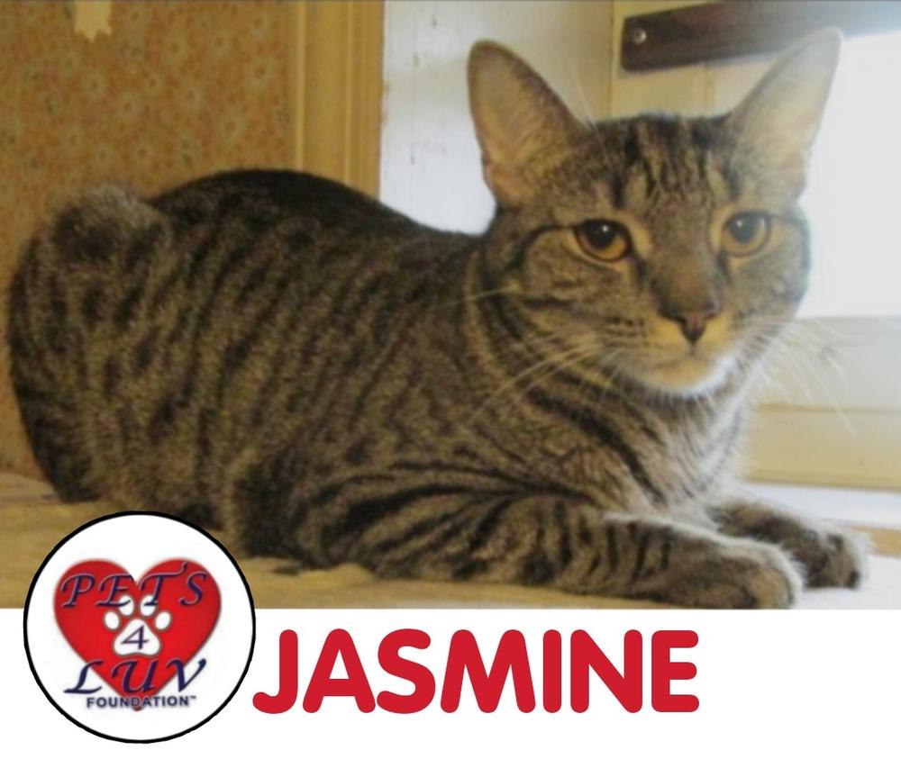 Jasmine thumbnail 5