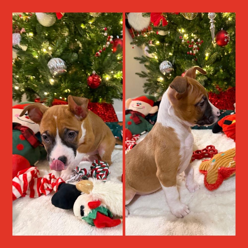 Piglet, Adoptable, Puppy Female American Staffordshire Terrier.