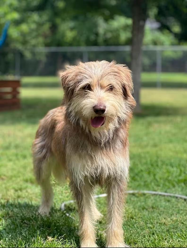 Enlarge Schaeffer, a ADOPTABLE mixed breed in Colleyville, TX image 2/4