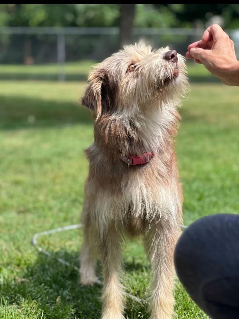Enlarge Schaeffer, a ADOPTABLE mixed breed in Colleyville, TX image 4/4