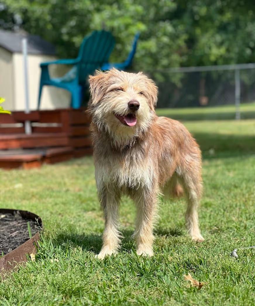 Schaeffer, ADOPTABLE, Adult Male Terrier.