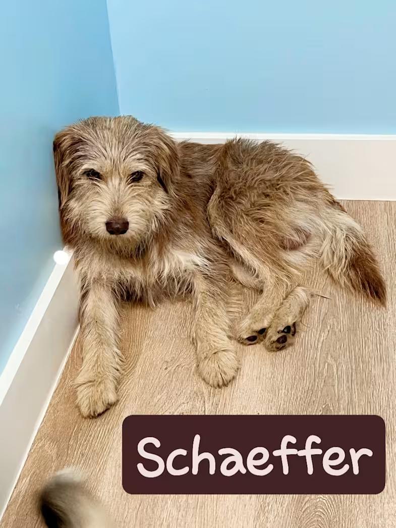 Enlarge Schaeffer, a ADOPTABLE mixed breed in Colleyville, TX image 3/4