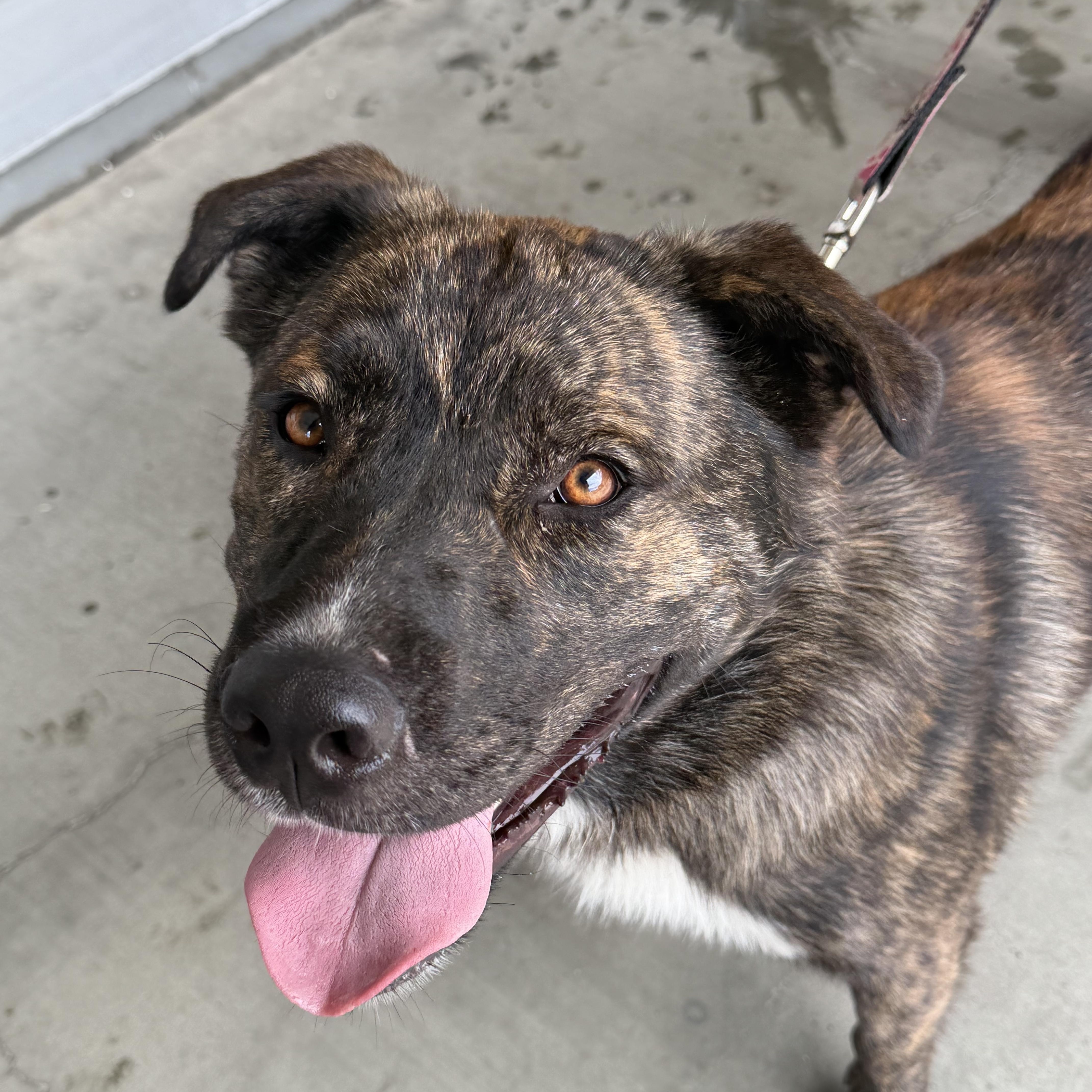 Teddy, ADOPTABLE, Young Male Australian Shepherd.