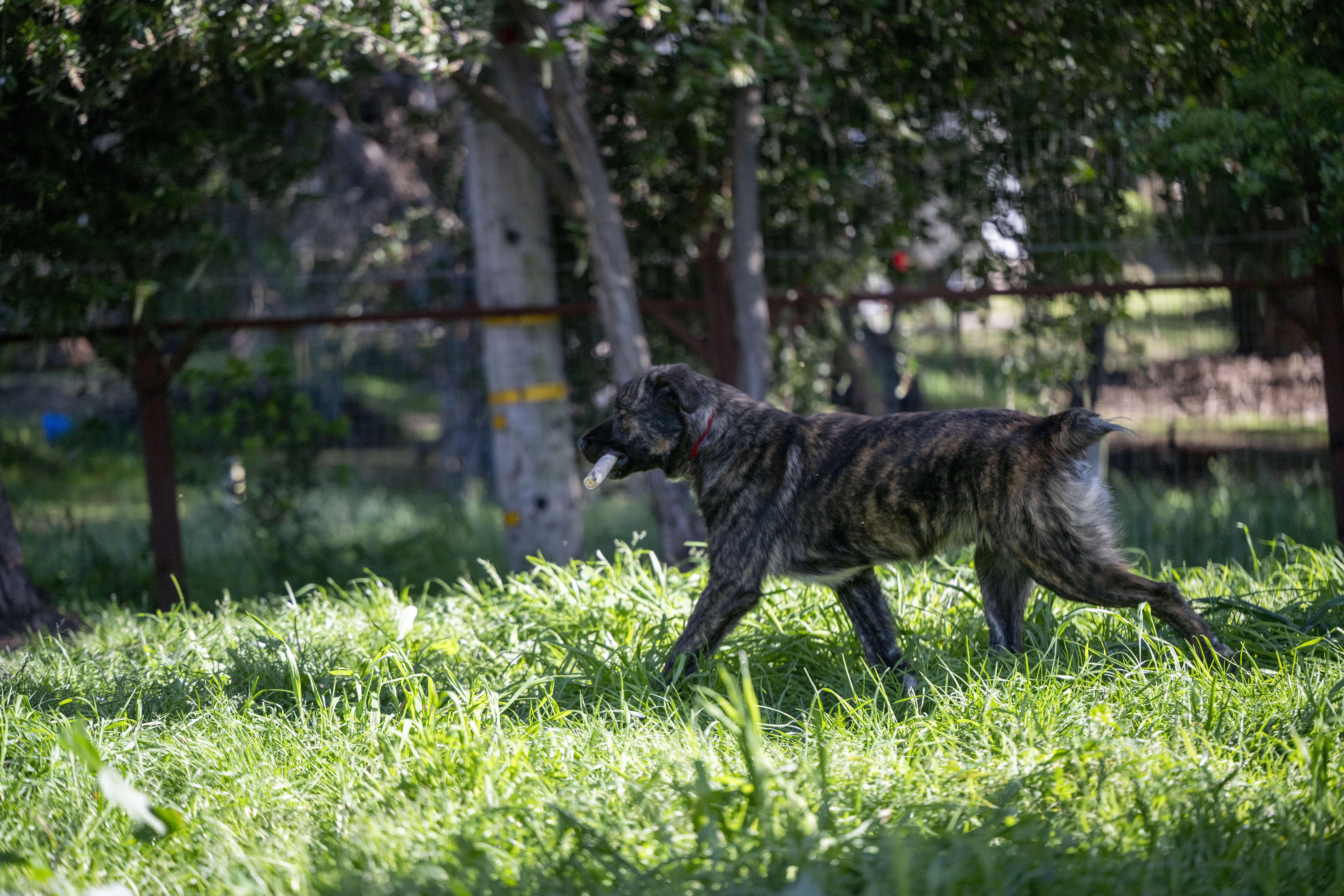 Enlarge Teddy, a ADOPTABLE mixed breed in Petaluma, CA image 5/5
