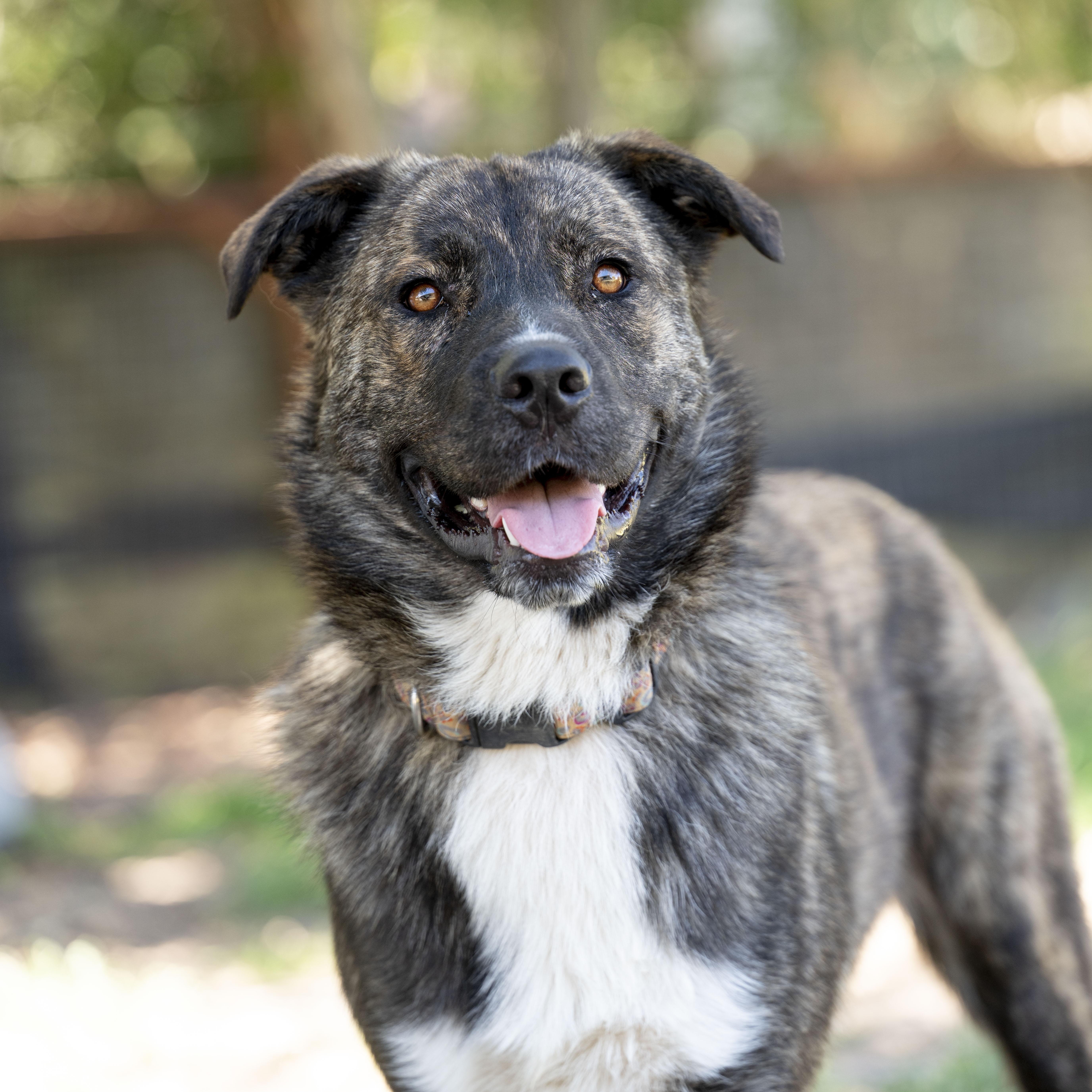 Enlarge Teddy, a ADOPTABLE Australian Shepherd in Petaluma, CA image 4/6