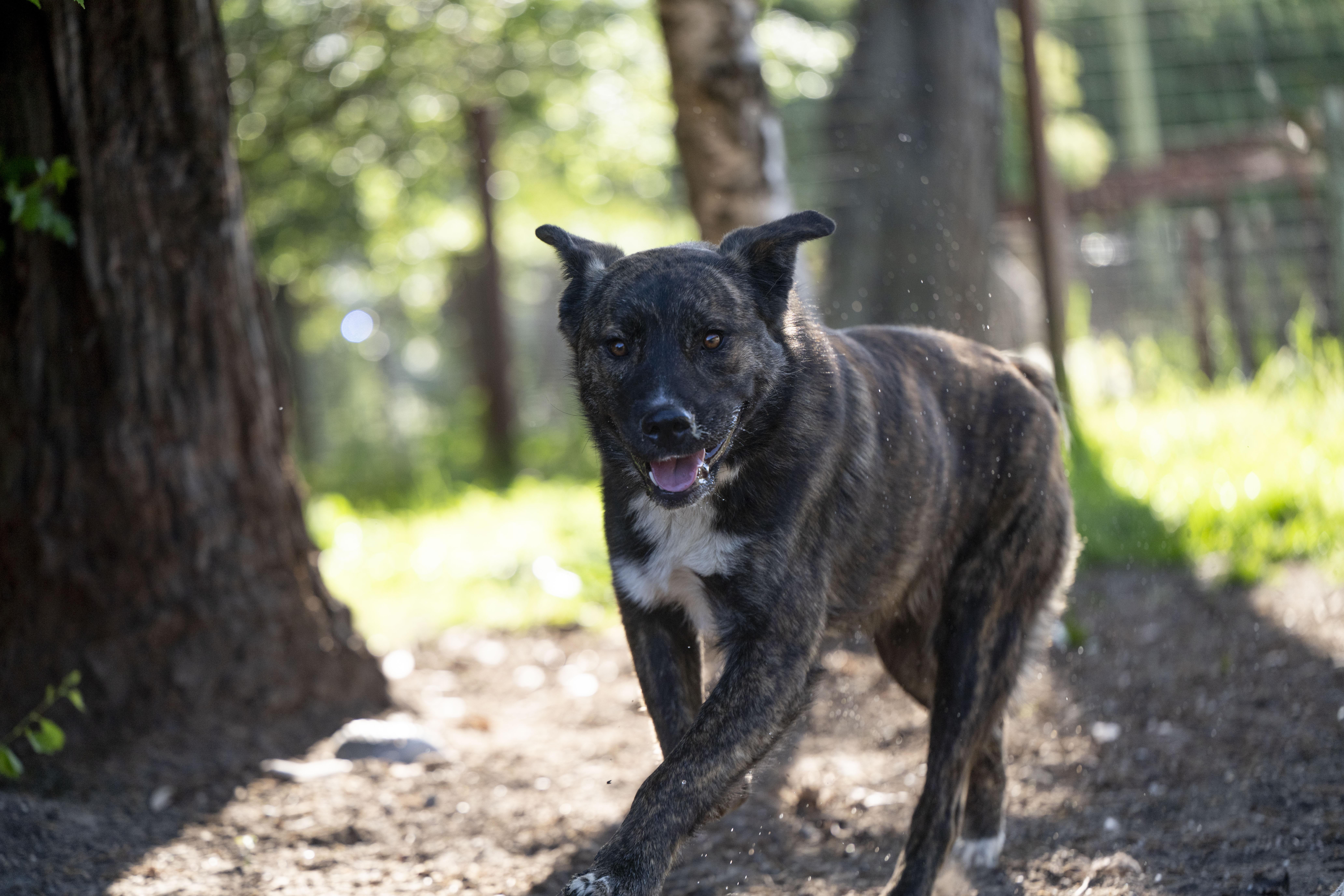 Enlarge Teddy, a ADOPTABLE mixed breed in Petaluma, CA image 4/5