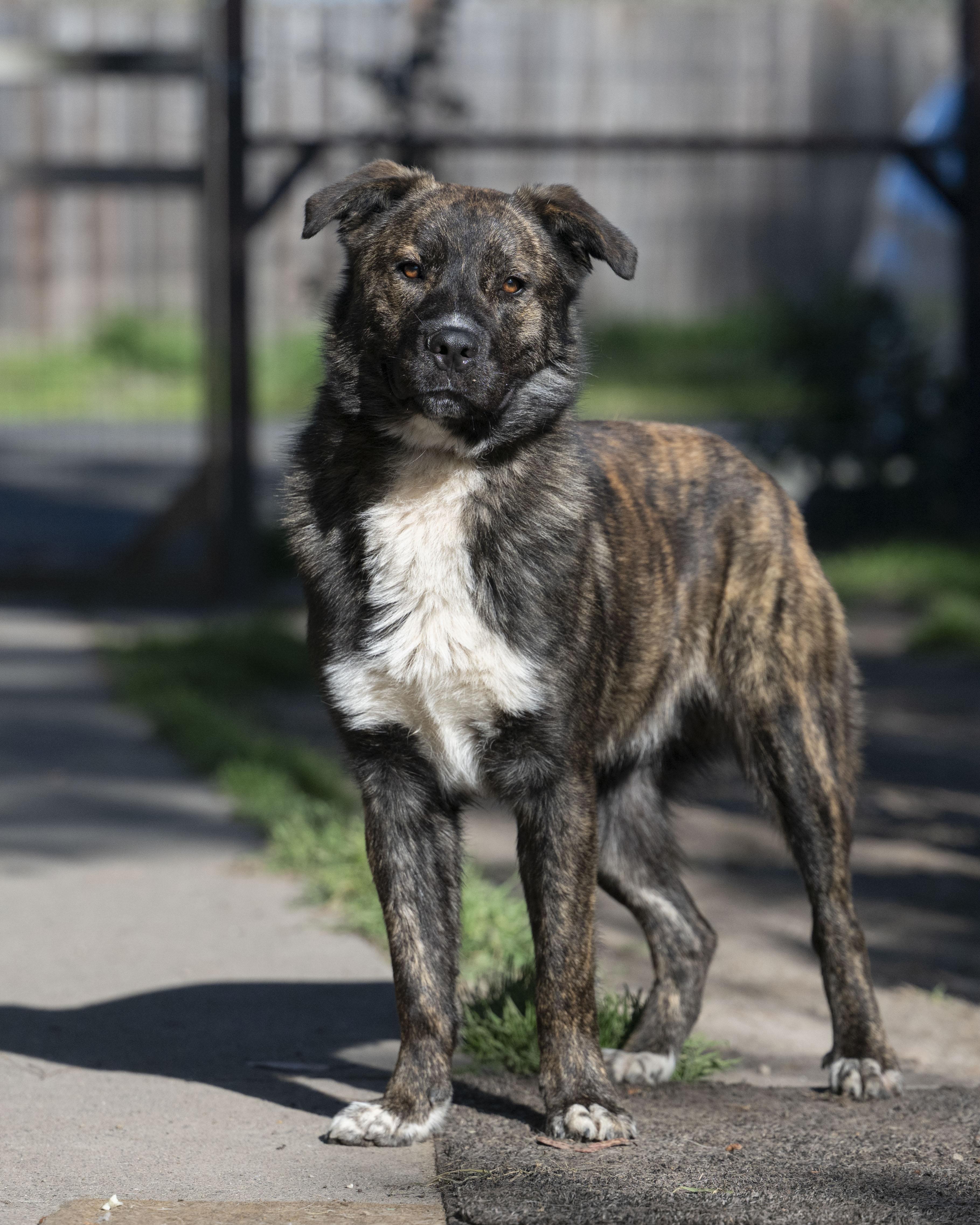 Enlarge Teddy, a ADOPTABLE mixed breed in Petaluma, CA image 2/5