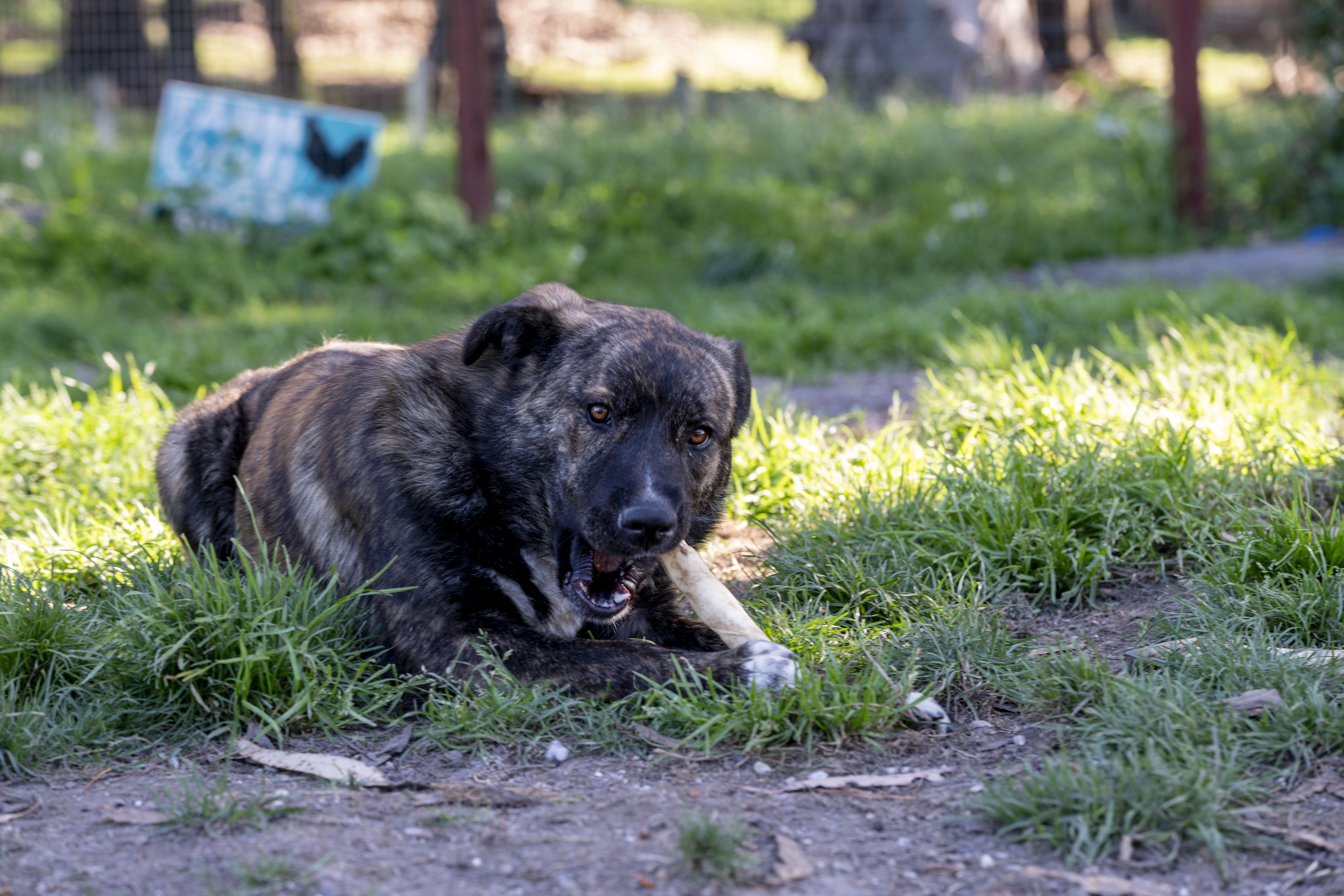 Enlarge Teddy, a ADOPTABLE mixed breed in Petaluma, CA image 3/5