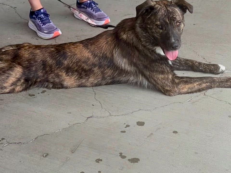 Enlarge Teddy, a ADOPTABLE Australian Shepherd in Petaluma, CA video 2/6