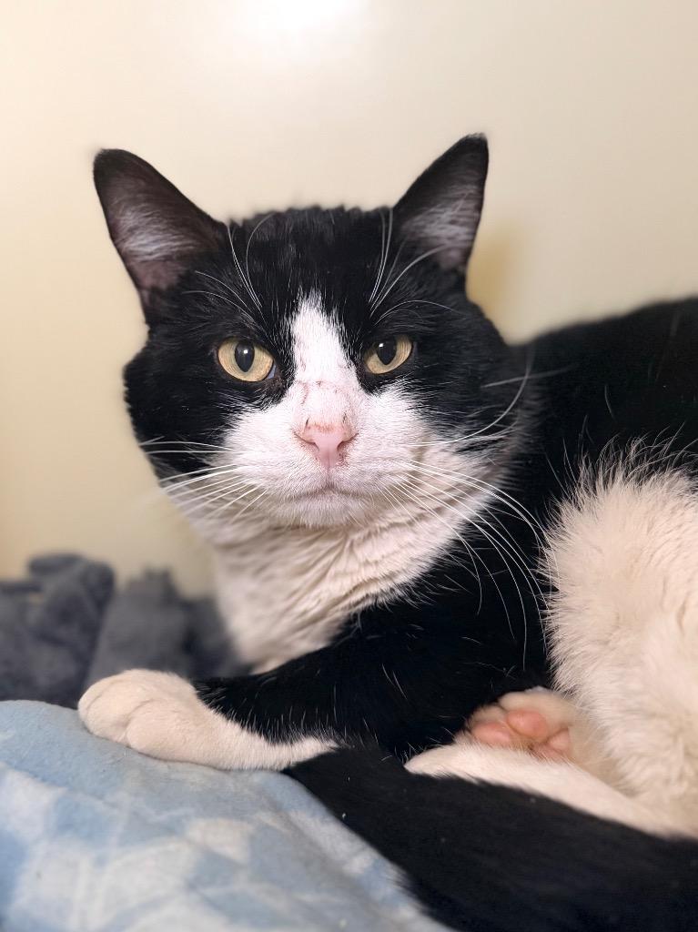 Enlarge Falafel, a Adoptable mixed breed in Menomonie, WI image 1/3