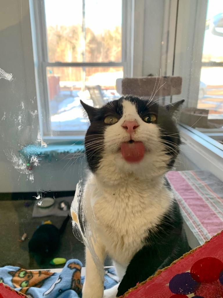 Enlarge Falafel, a Adoptable mixed breed in Menomonie, WI image 3/3