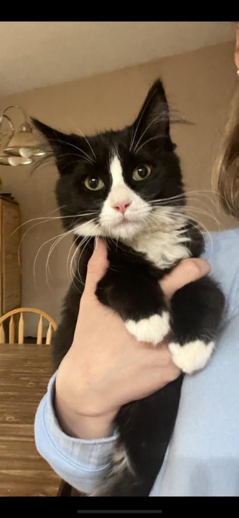 2025-08-219, Adopted, Kitten Female Domestic Short Hair.