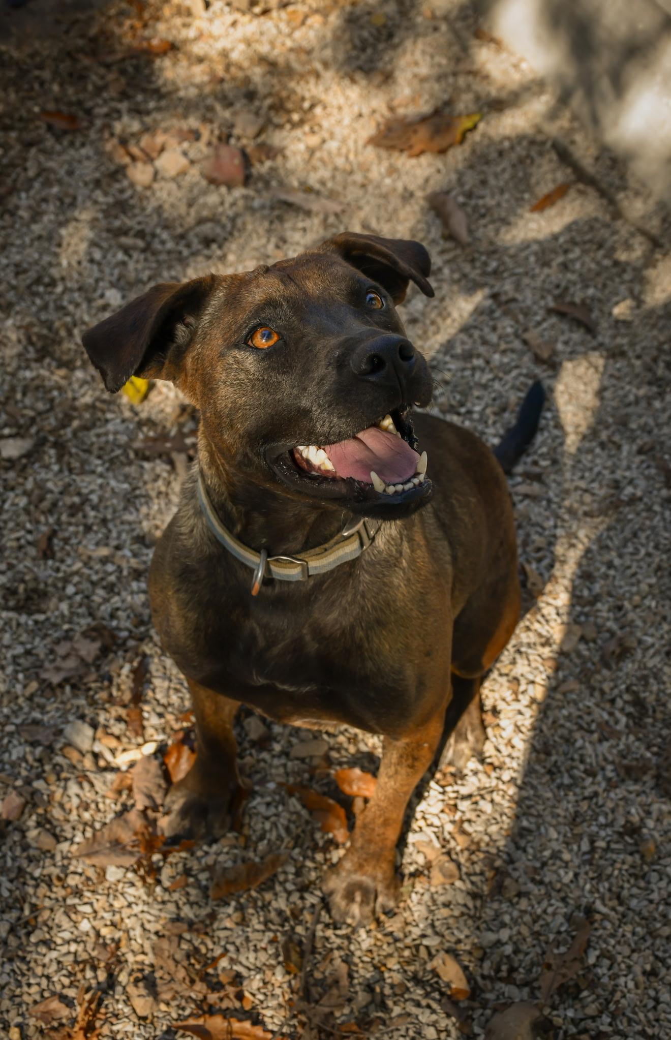 Lefty, a Adoptable mixed breed in Osceola, MO image 1/6