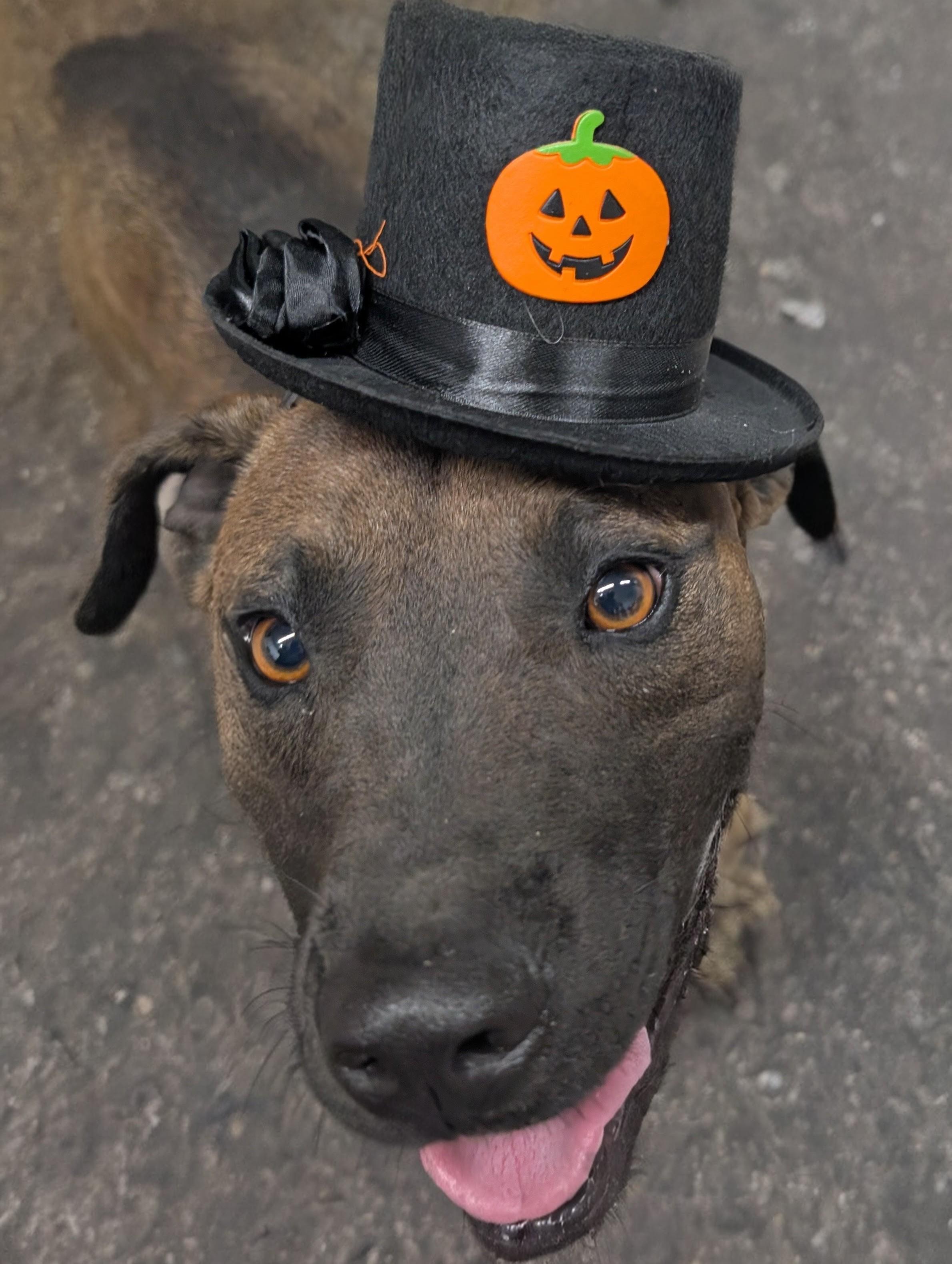 Lefty, a Adoptable mixed breed in Osceola, MO image 2/6