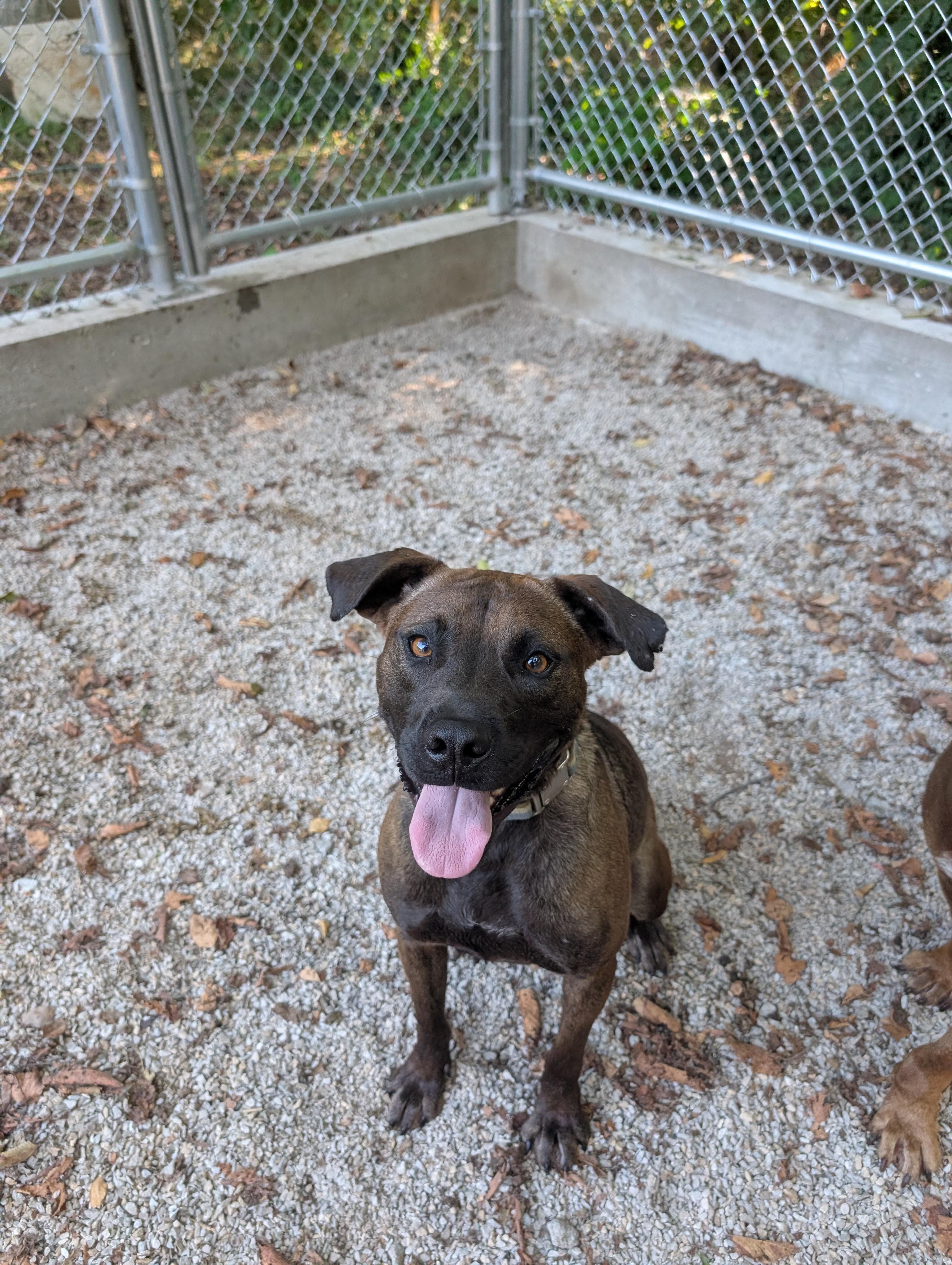 Lefty, a Adoptable mixed breed in Osceola, MO image 5/6