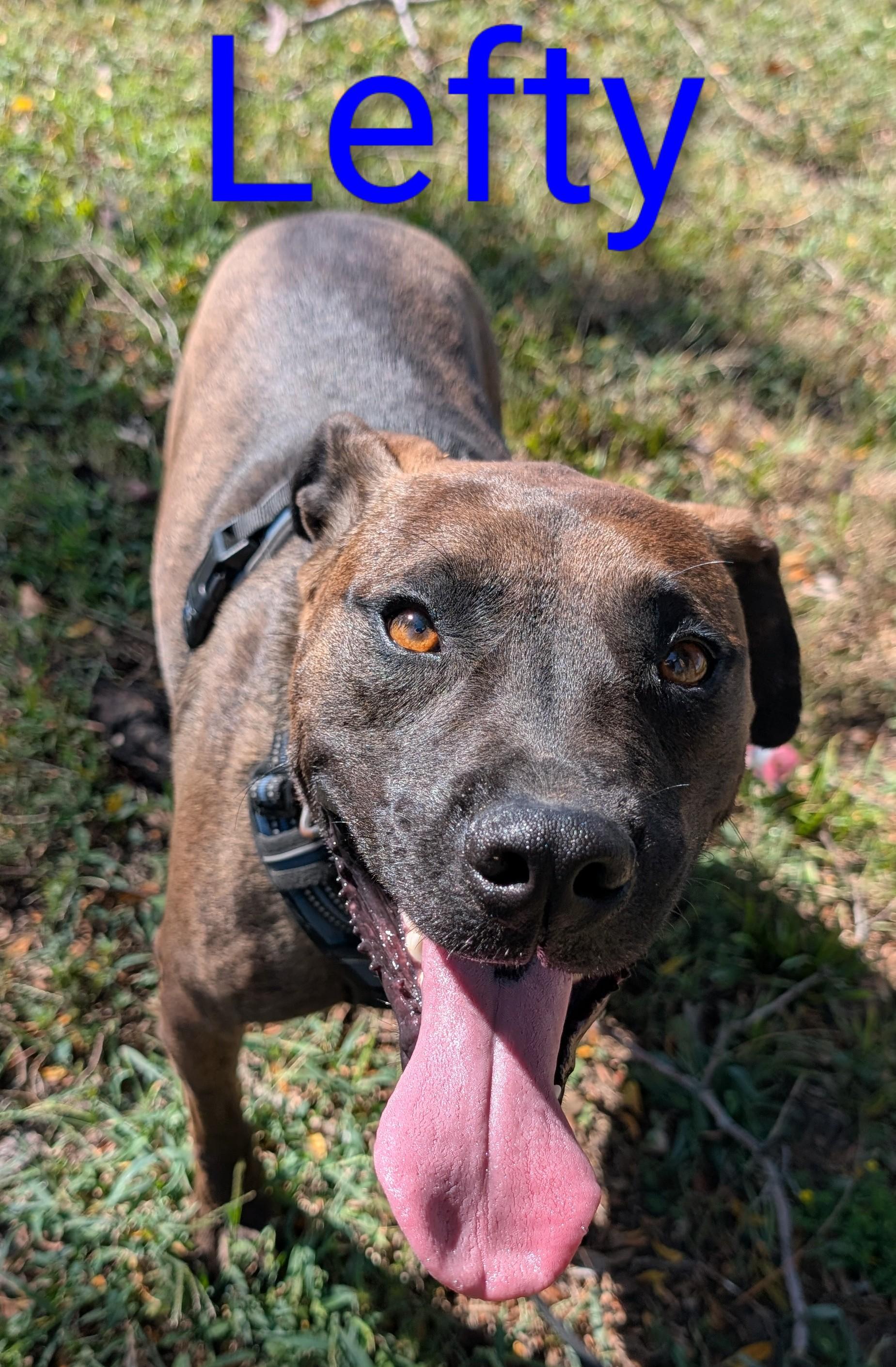 Lefty, a Adoptable mixed breed in Osceola, MO image 3/6
