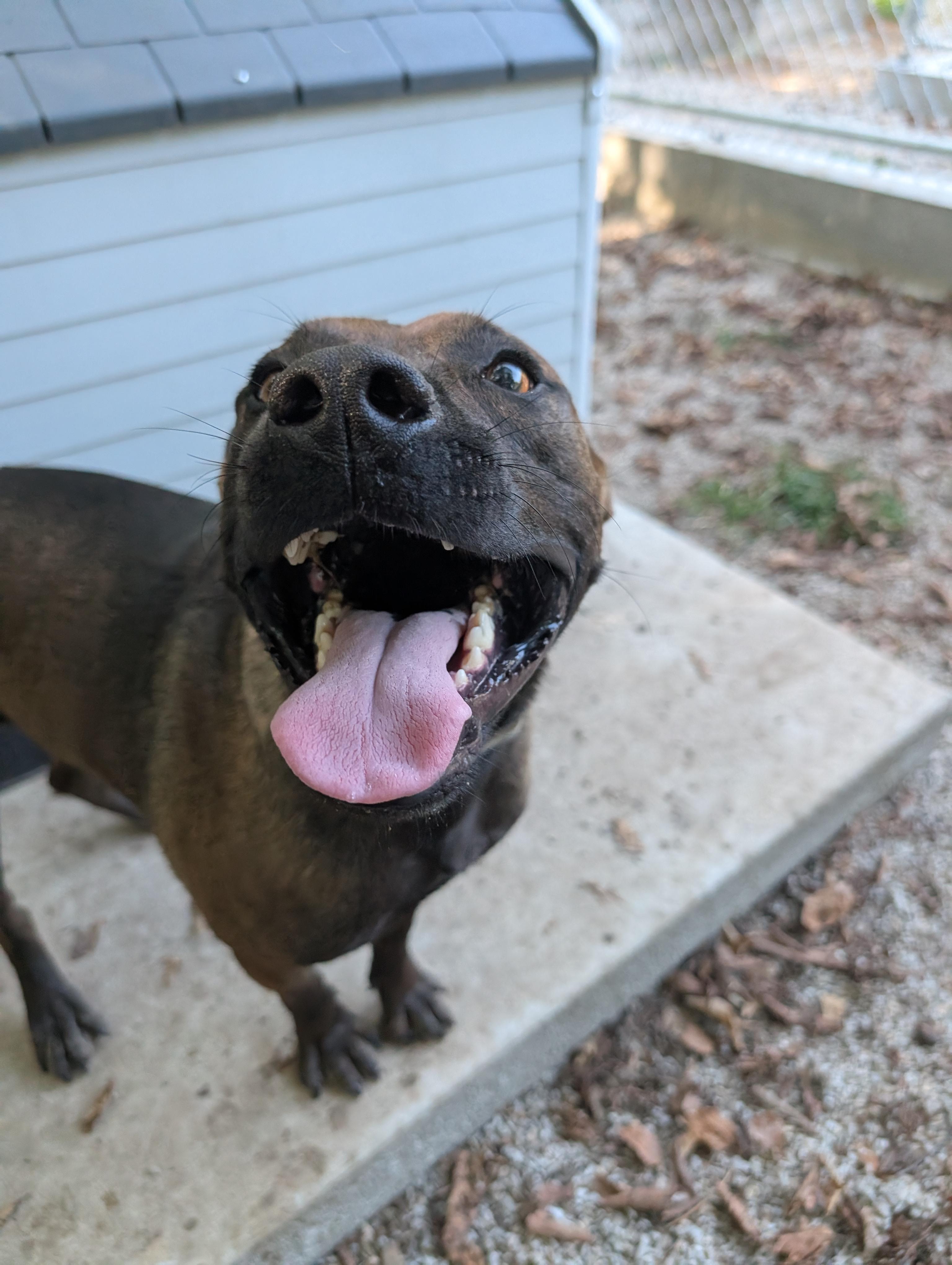 Lefty, a Adoptable mixed breed in Osceola, MO image 4/6