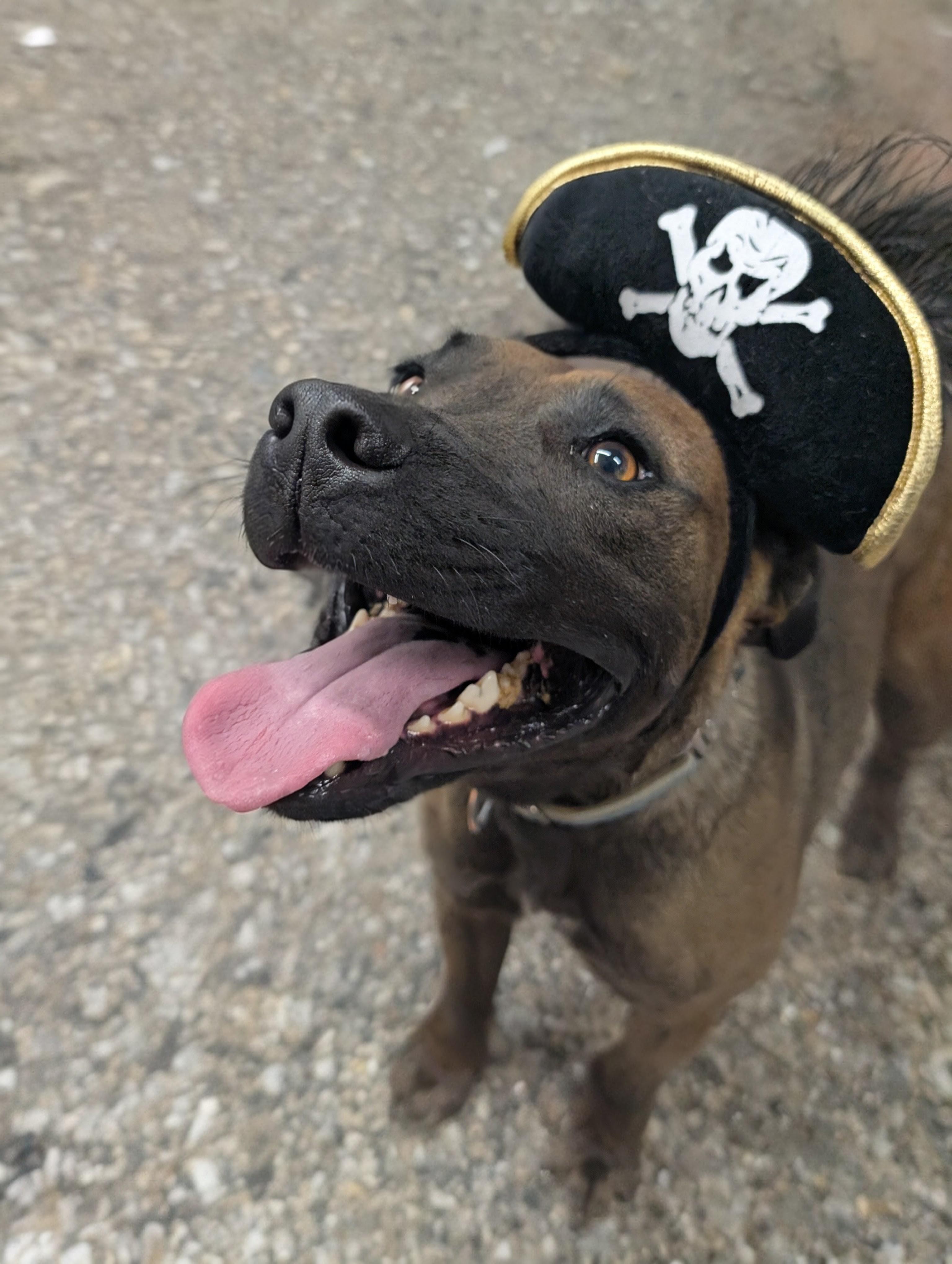 Lefty, a Adoptable mixed breed in Osceola, MO image 6/6