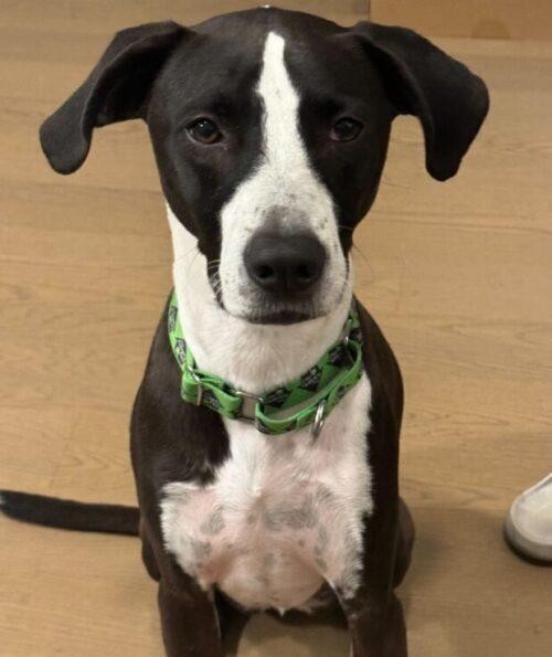 Billy/Kullen, a Adoptable mixed breed in San Diego, CA image 1/5