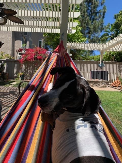 Billy/Kullen, a Adoptable mixed breed in San Diego, CA image 2/5